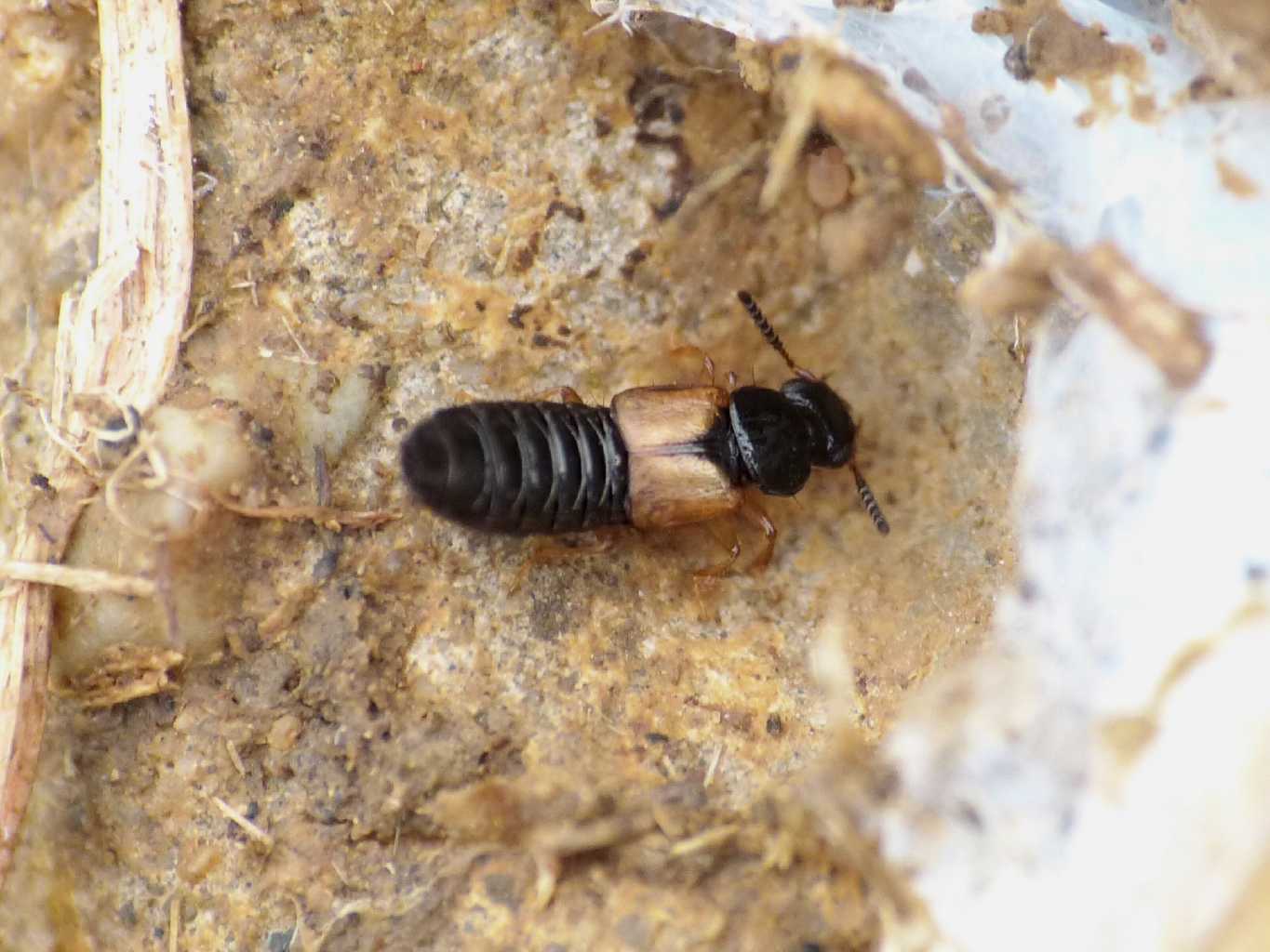 Oxytelus piceus? (Staphilinidae) - Santa Severa (RM)